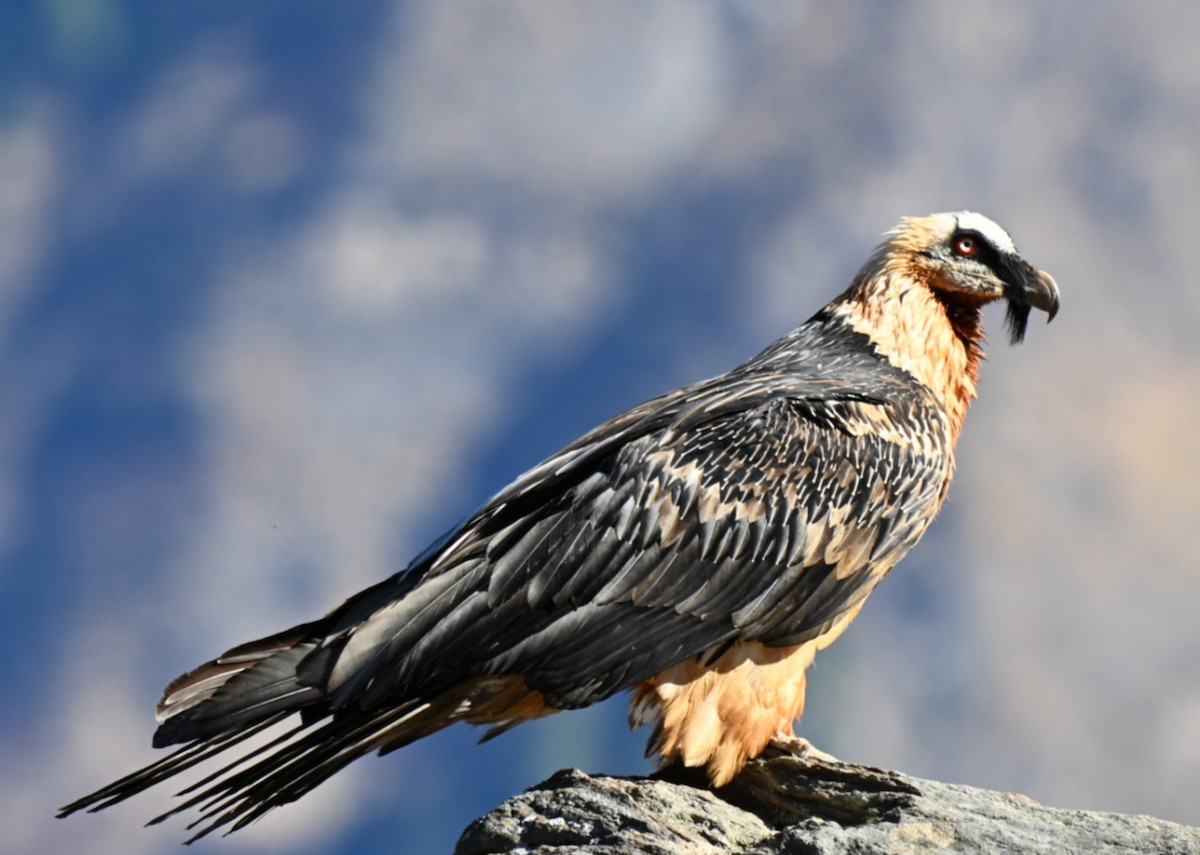 orlosup bradatý - ML646051595