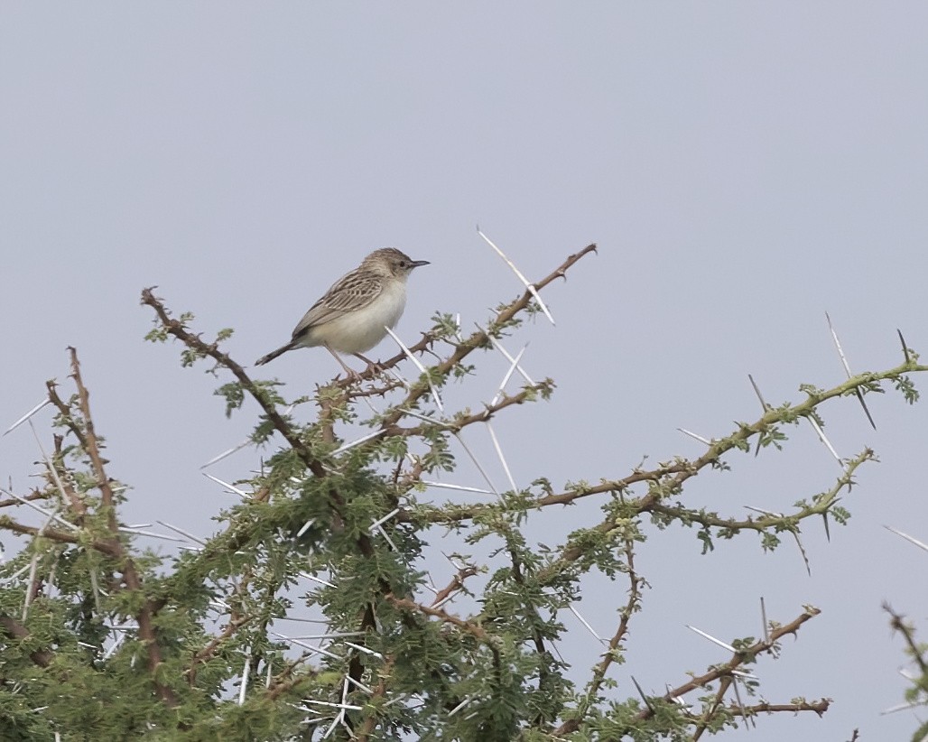 Desert Cisticola - ML646051598