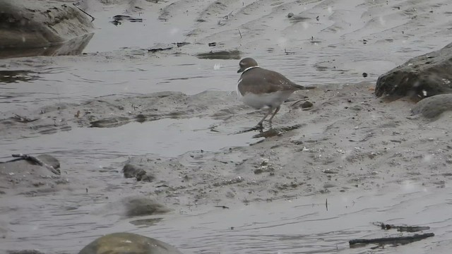 Killdeer - ML646051599