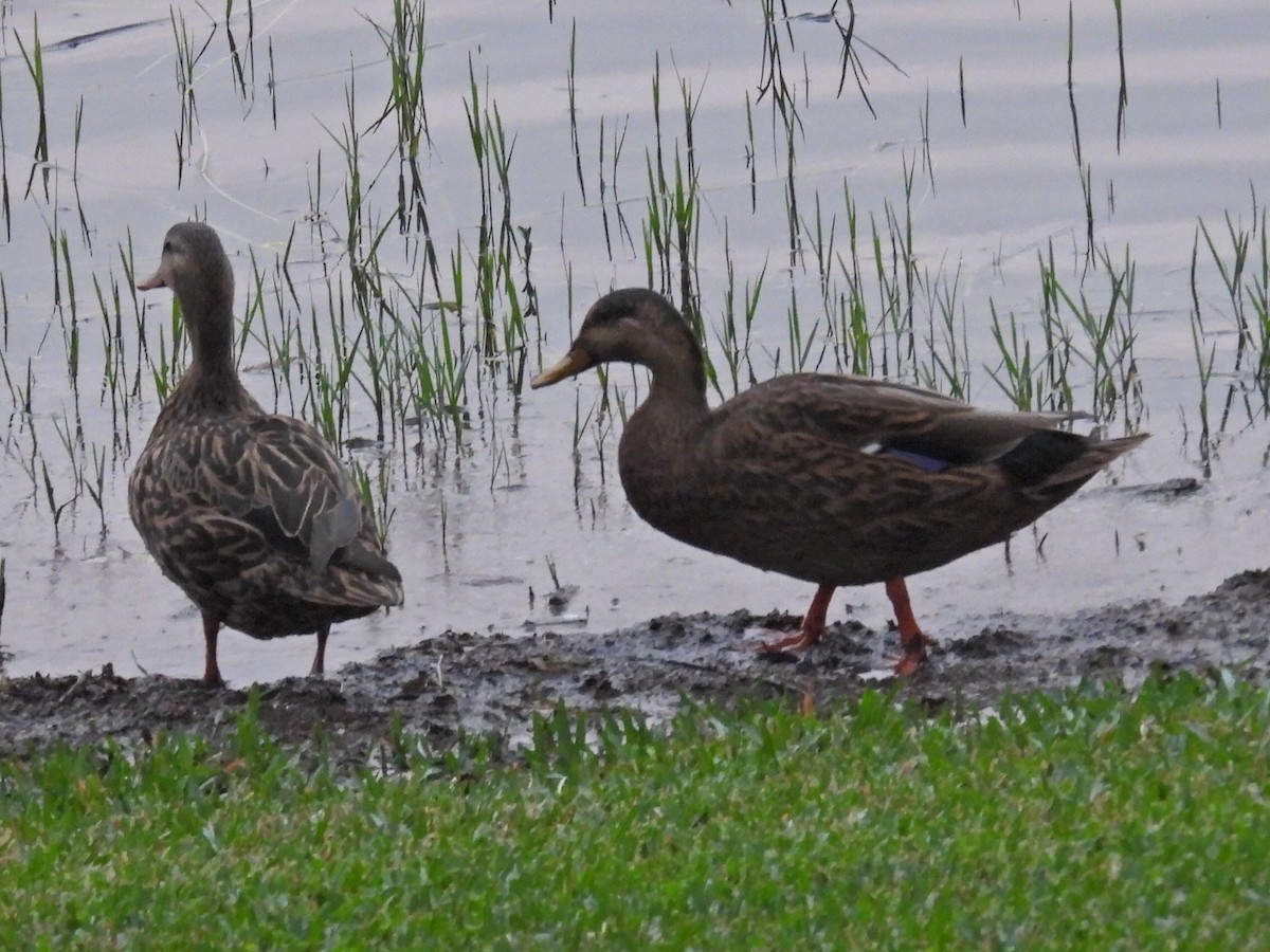 雑種 マガモ ｘ マダラガモ - ML646051606