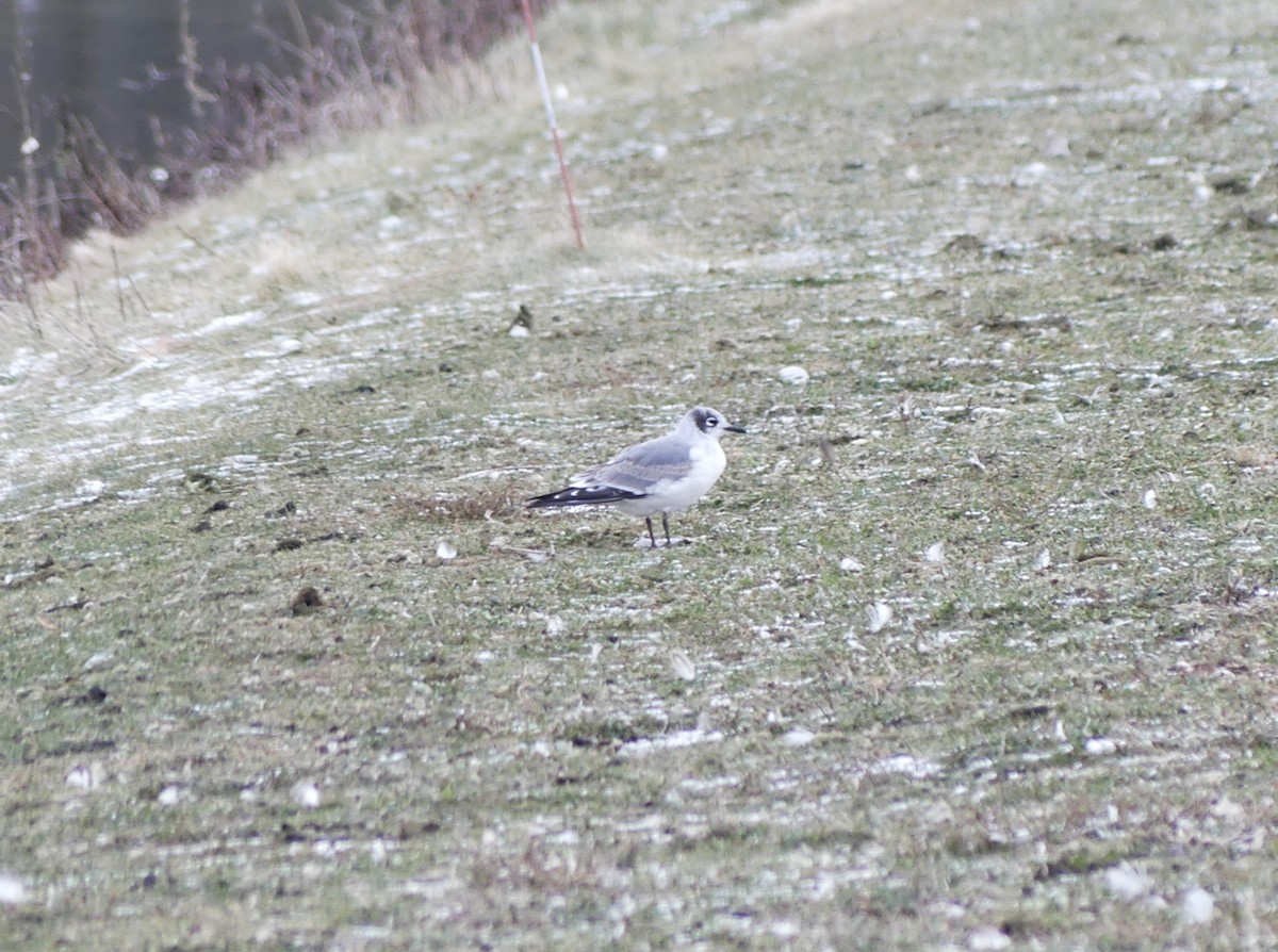 Мартин ставковий - ML646051607
