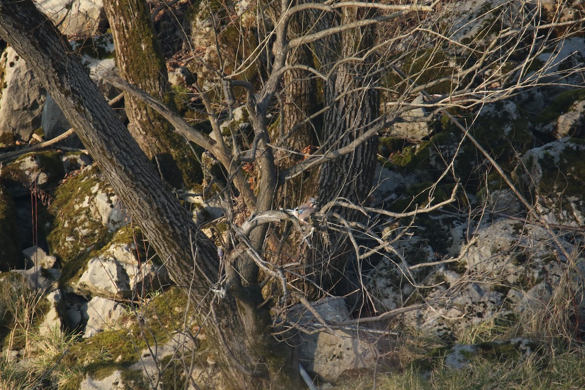 Eurasian Jay - ML646051608