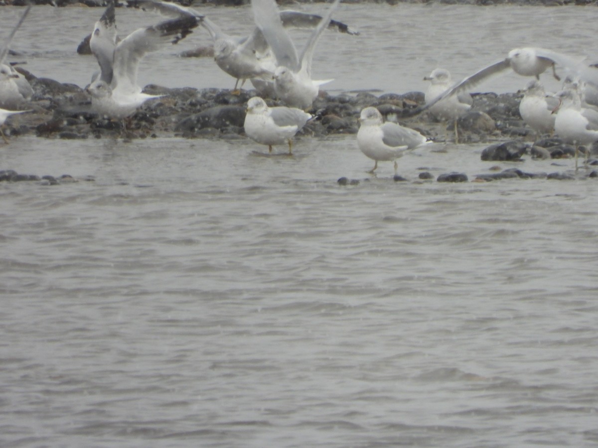 Ring-billed Gull - ML646051609
