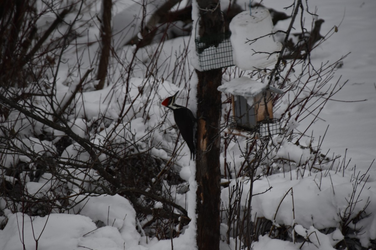 Pileated Woodpecker - ML646051617