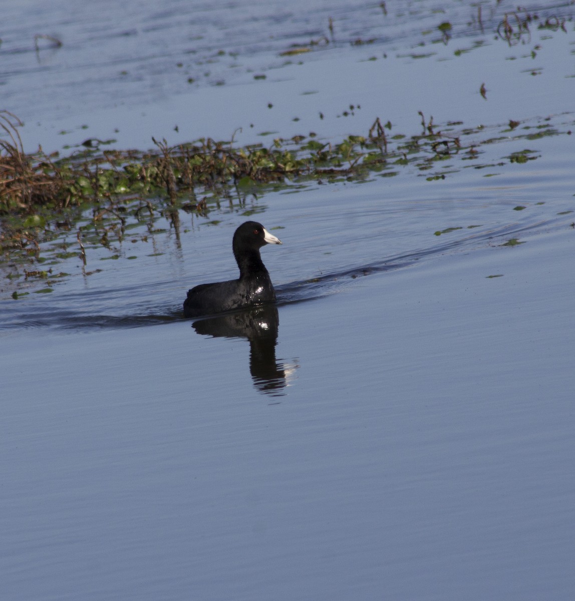 American Coot - ML646051621