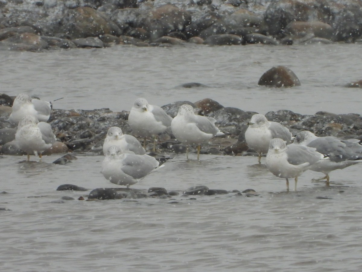 Ring-billed Gull - ML646051622