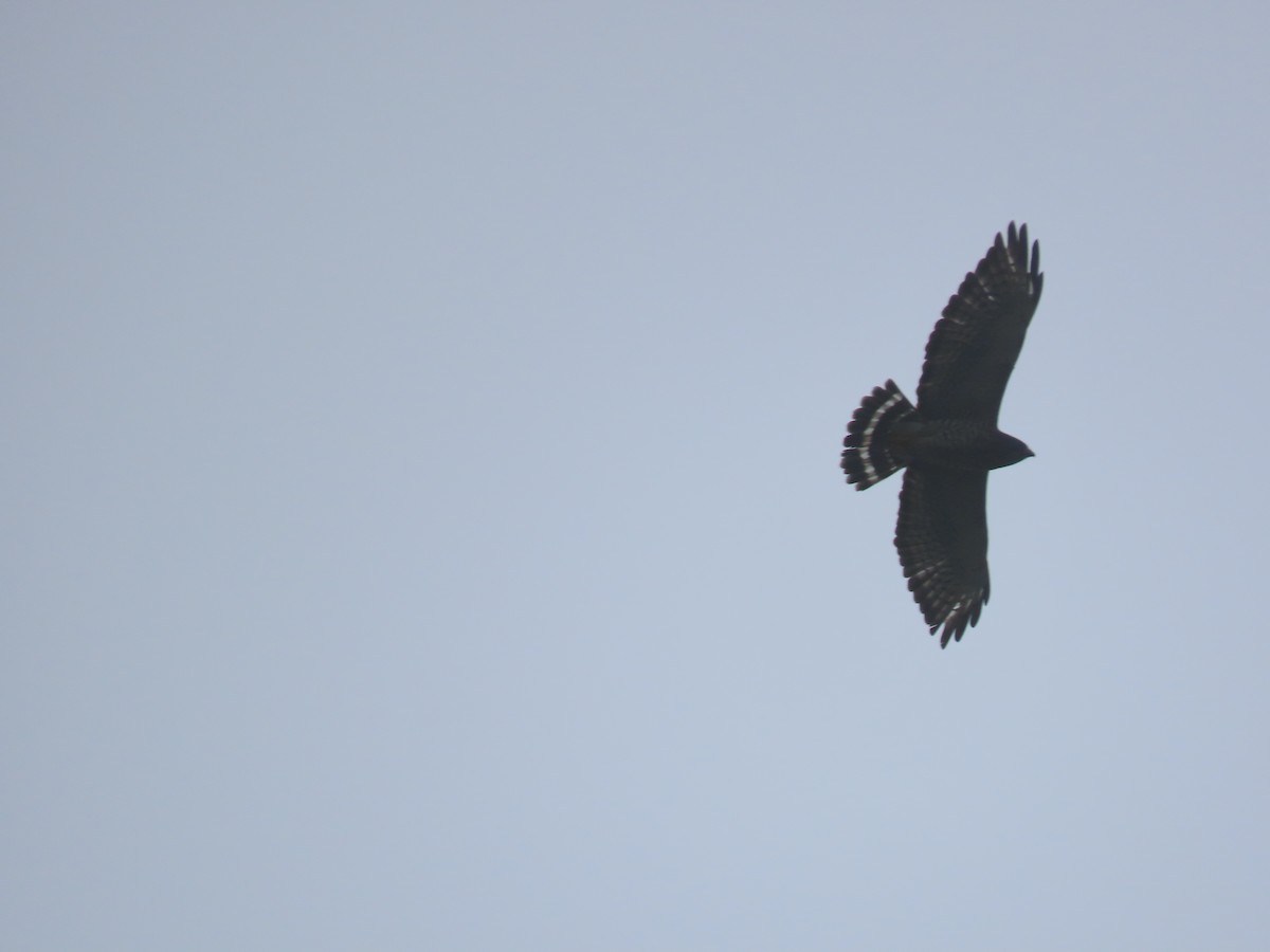 Broad-winged Hawk - ML646051627