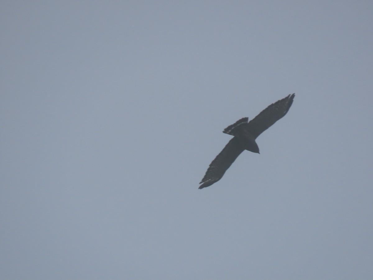 Broad-winged Hawk - ML646051628