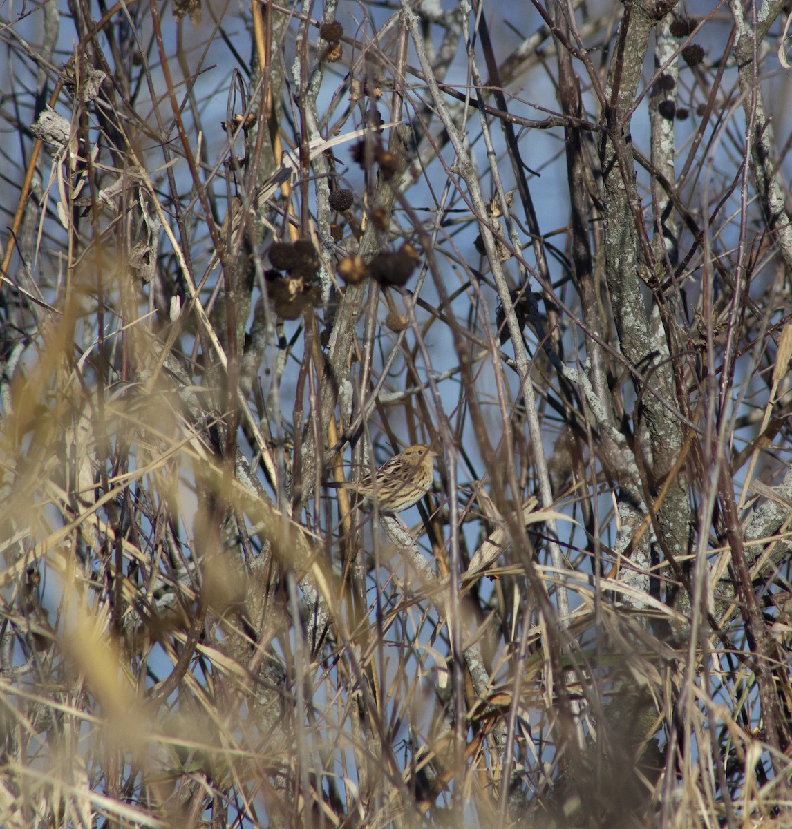 LeConte's Sparrow - ML646051629
