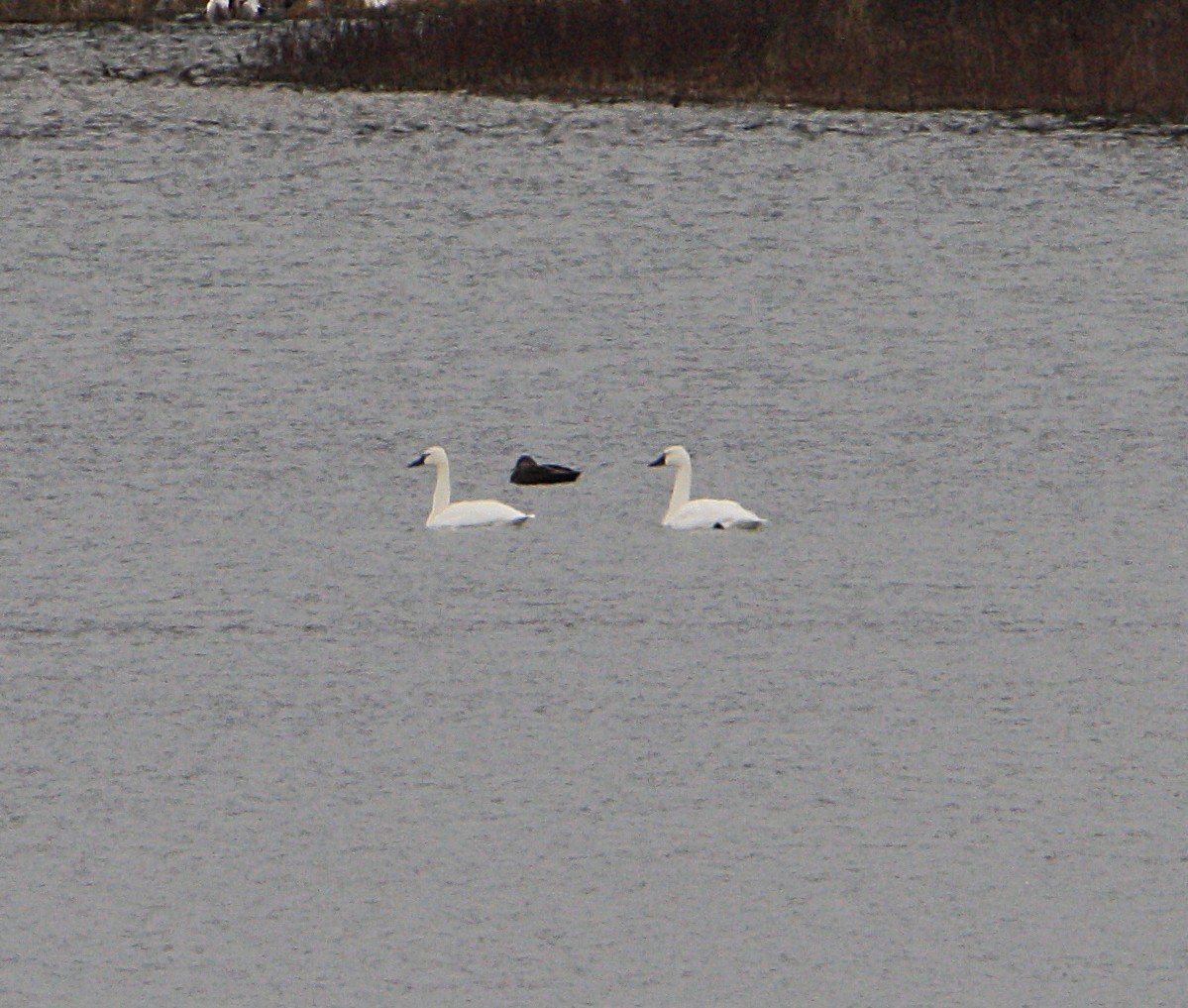 Tundra Swan - ML646051630
