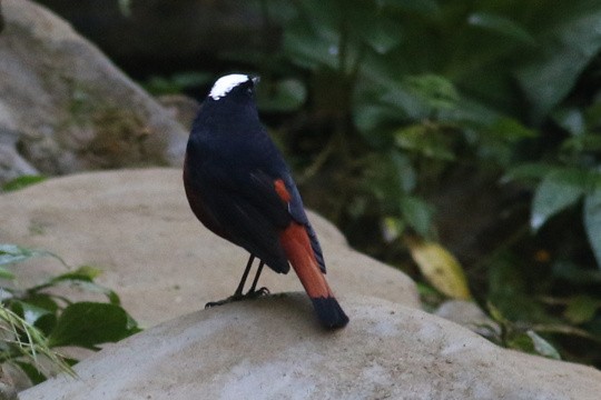 白頂溪鴝 - ML646051631