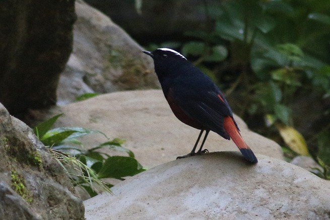 白頂溪鴝 - ML646051632