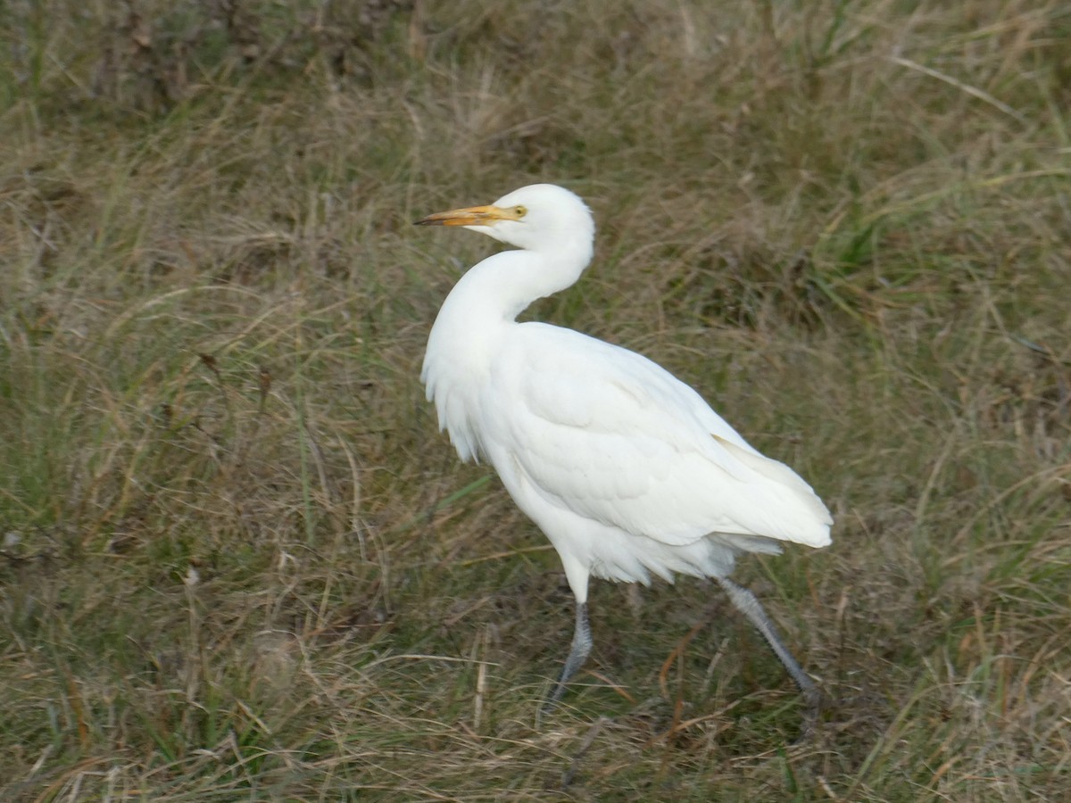 volavka rusohlavá - ML646051639