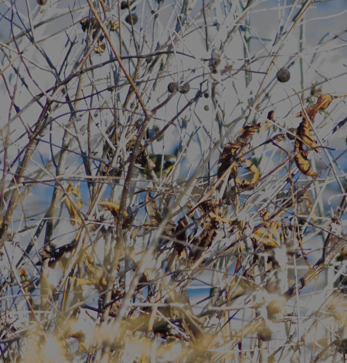 Common Yellowthroat - ML646051641