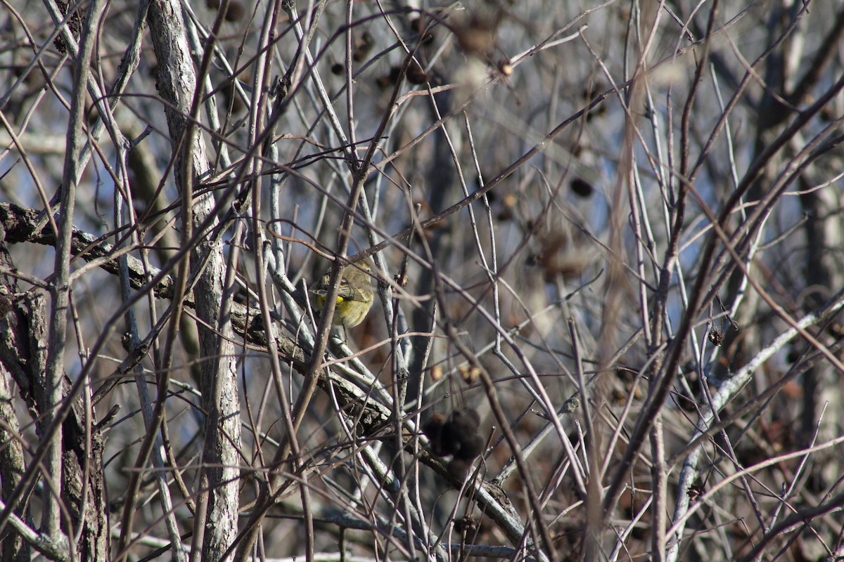Palm Warbler - ML646051646