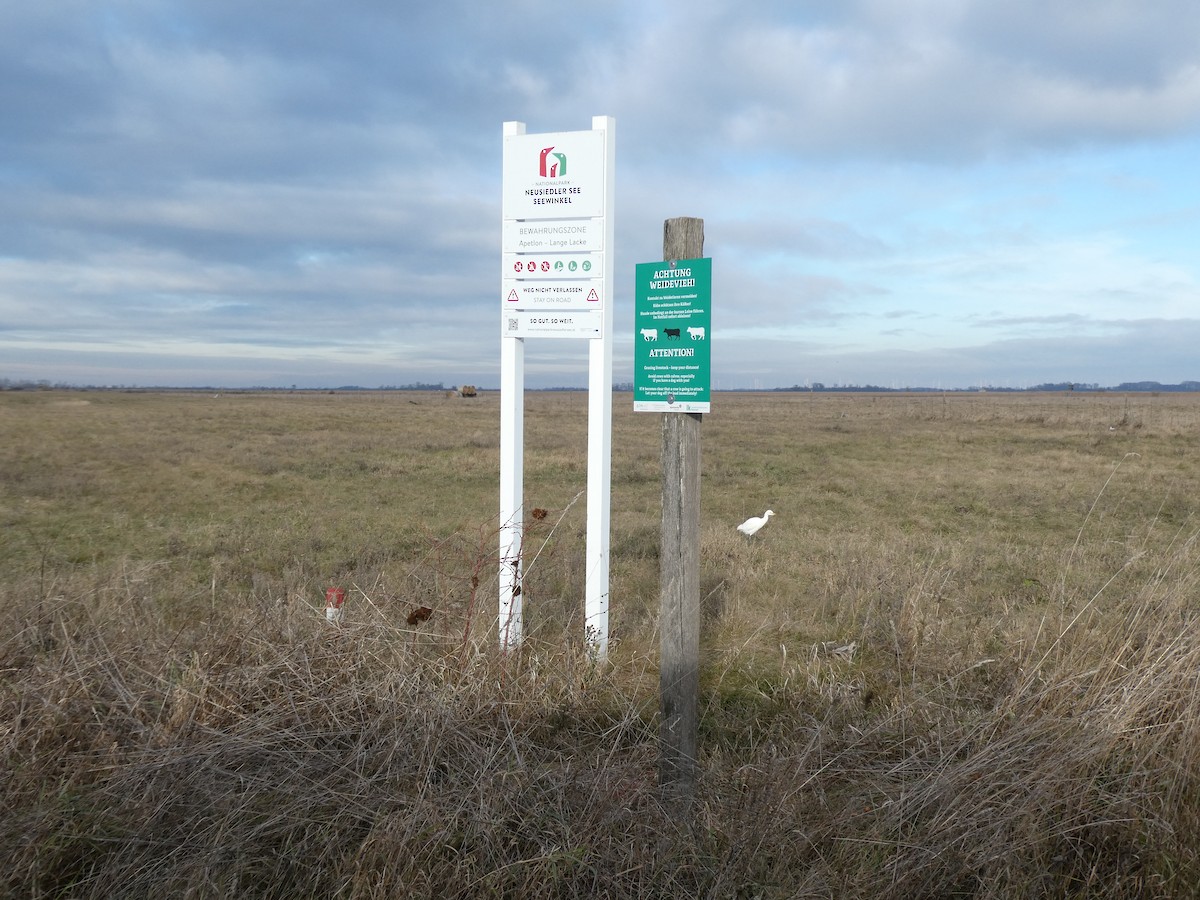 volavka rusohlavá - ML646051652