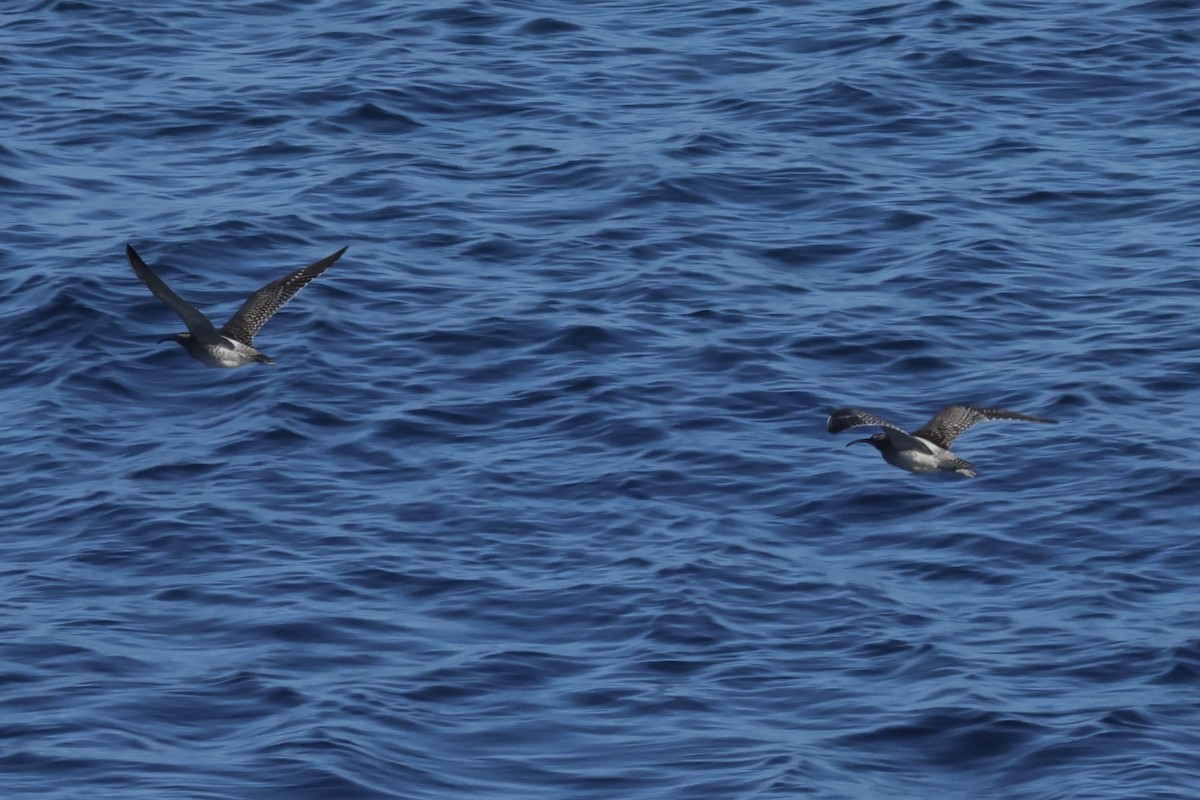 チュウシャクシギ - ML646051658