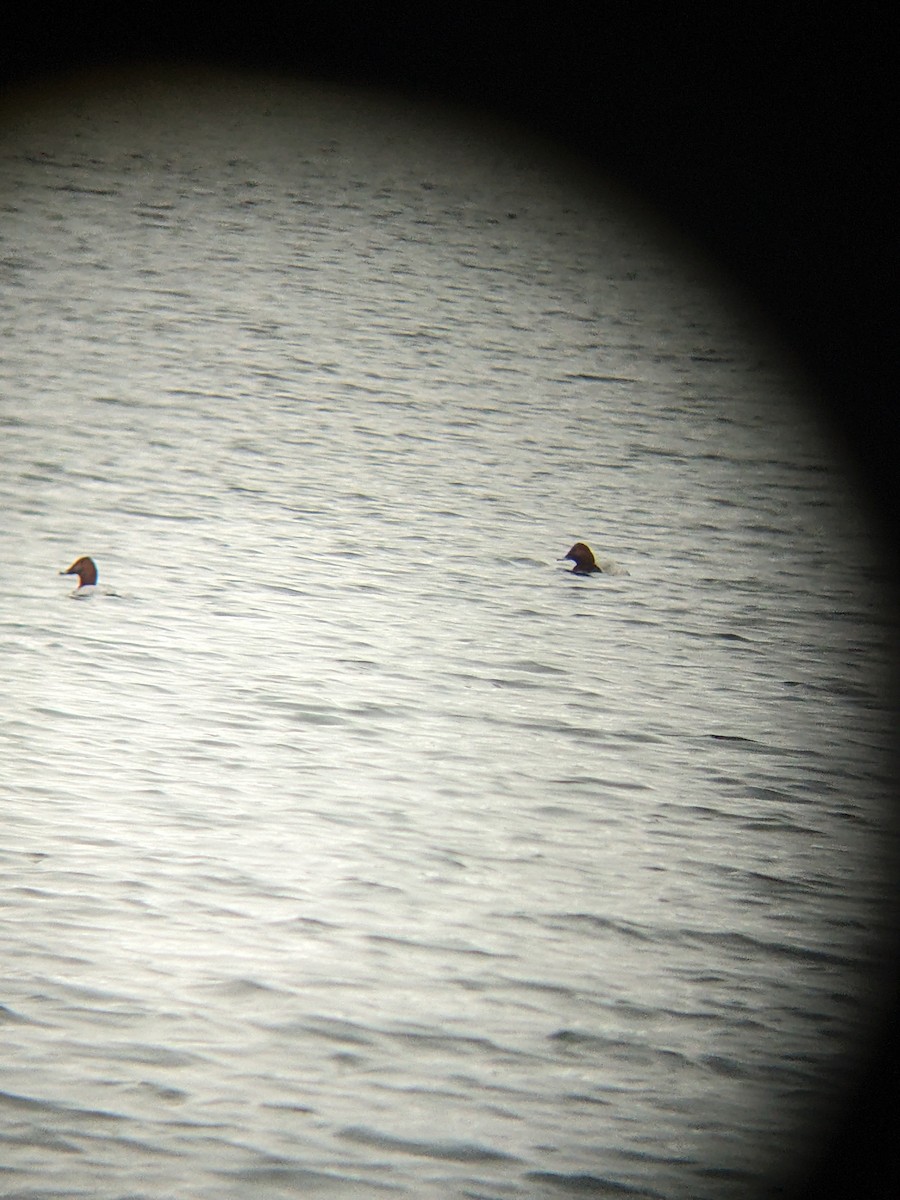 Common Pochard - ML646051660