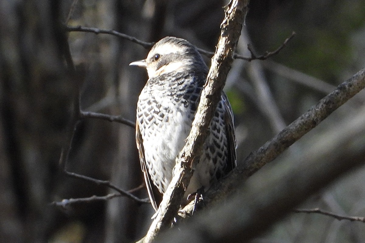 Rostflügeldrossel - ML646051661