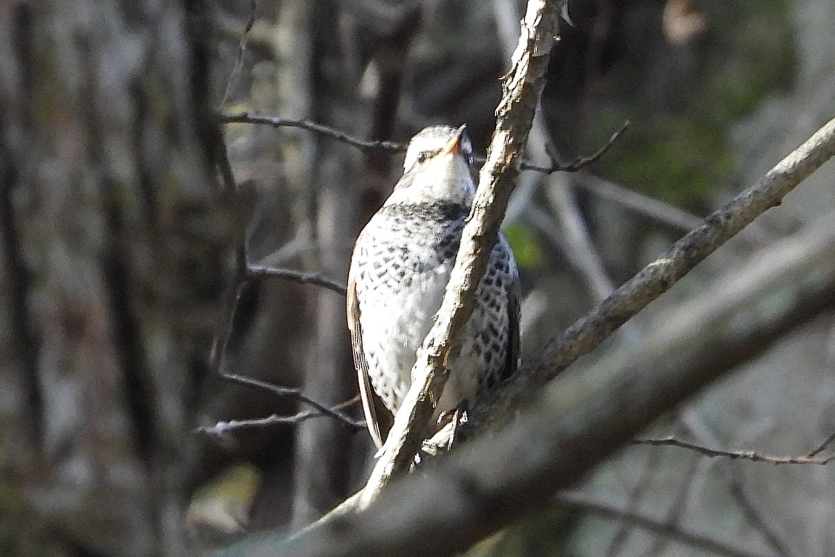 Rostflügeldrossel - ML646051662