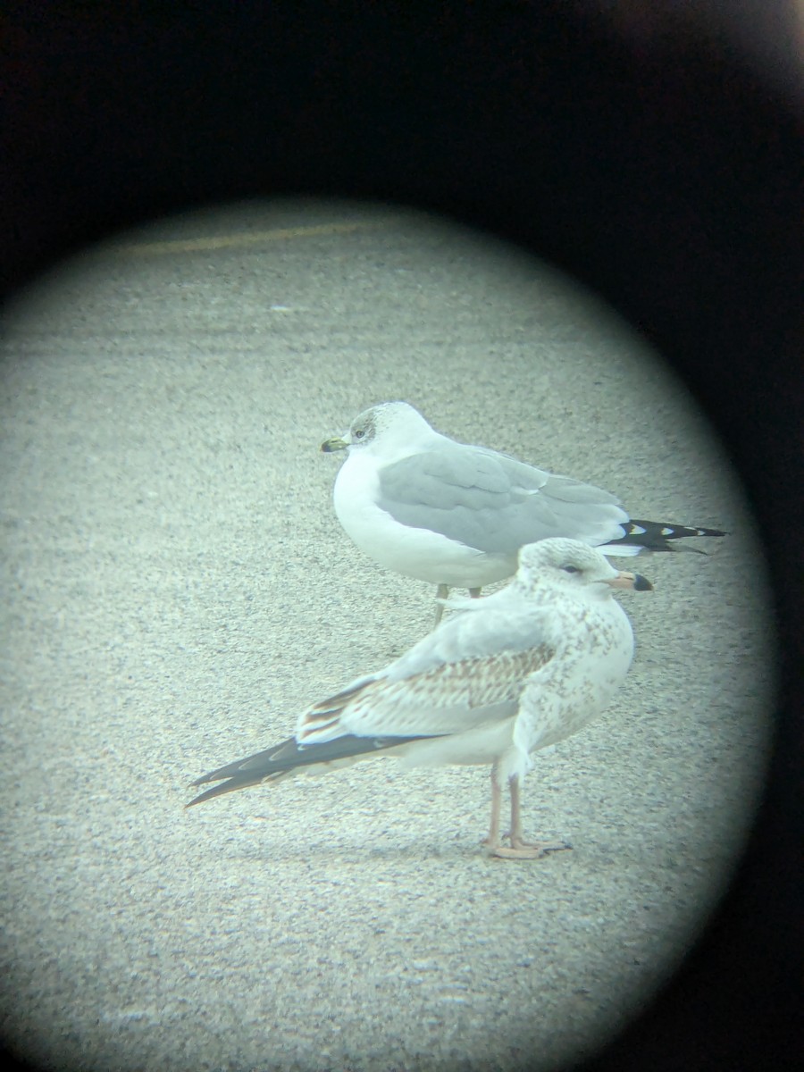 Ring-billed Gull - ML646051664