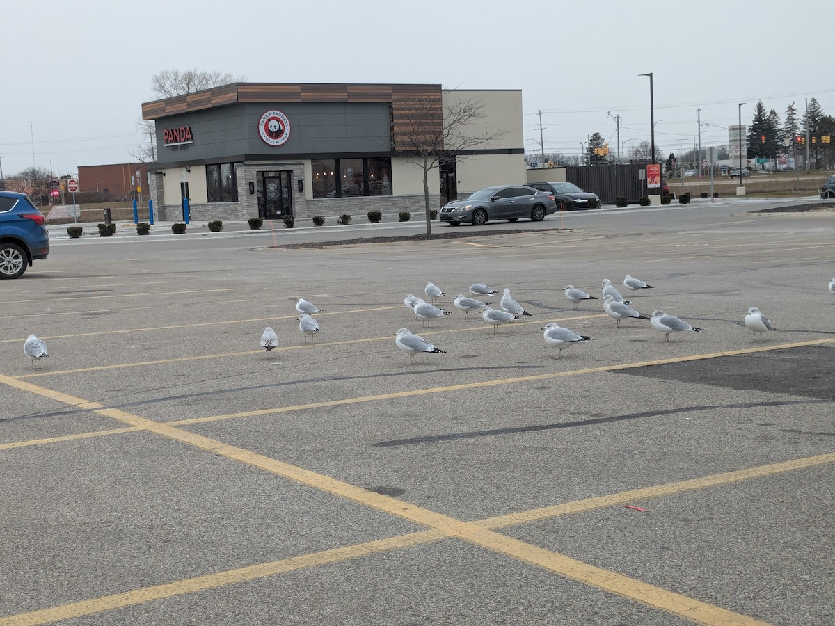 Ring-billed Gull - ML646051665