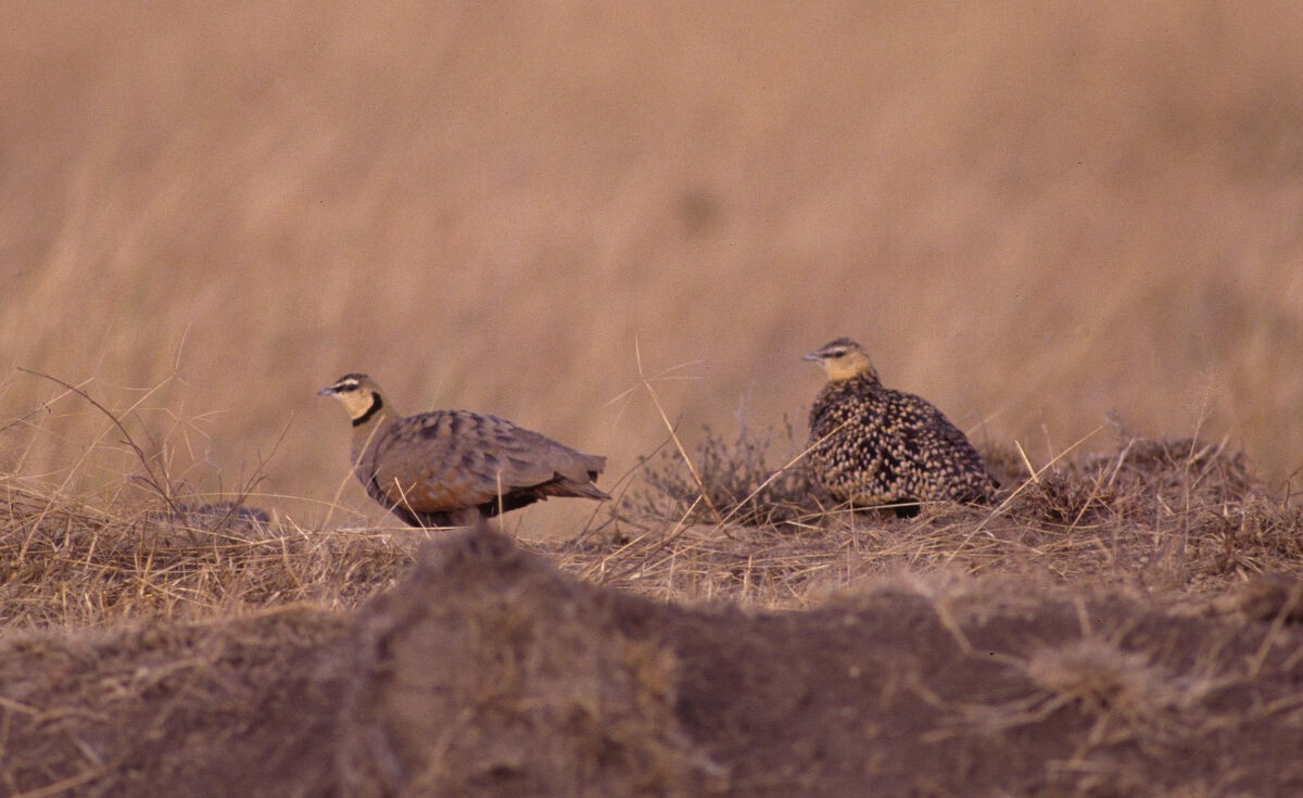 Рябок жовтогорлий - ML646051666