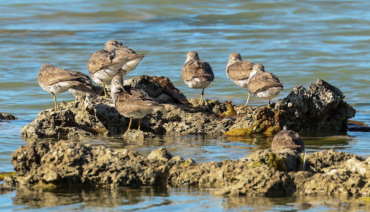 Chevalier de Sibérie - ML646051667
