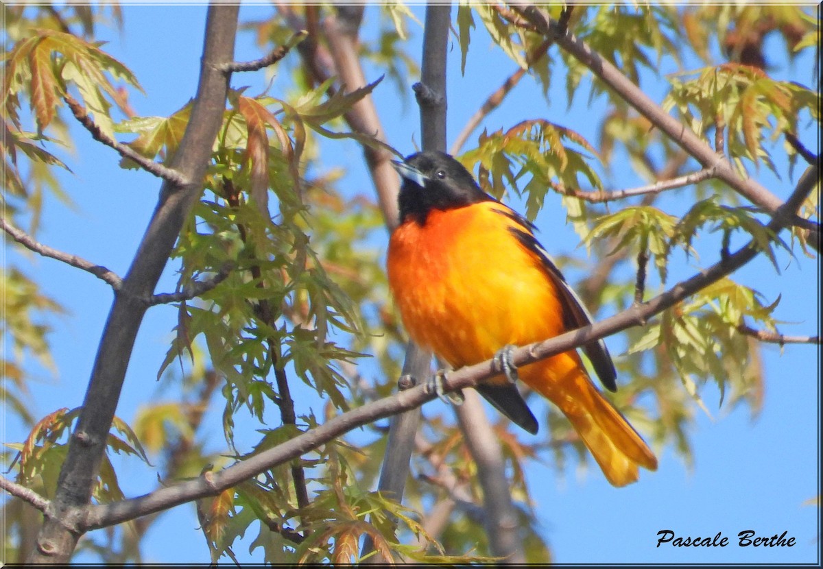 ボルチモアムクドリモドキ - ML646051672