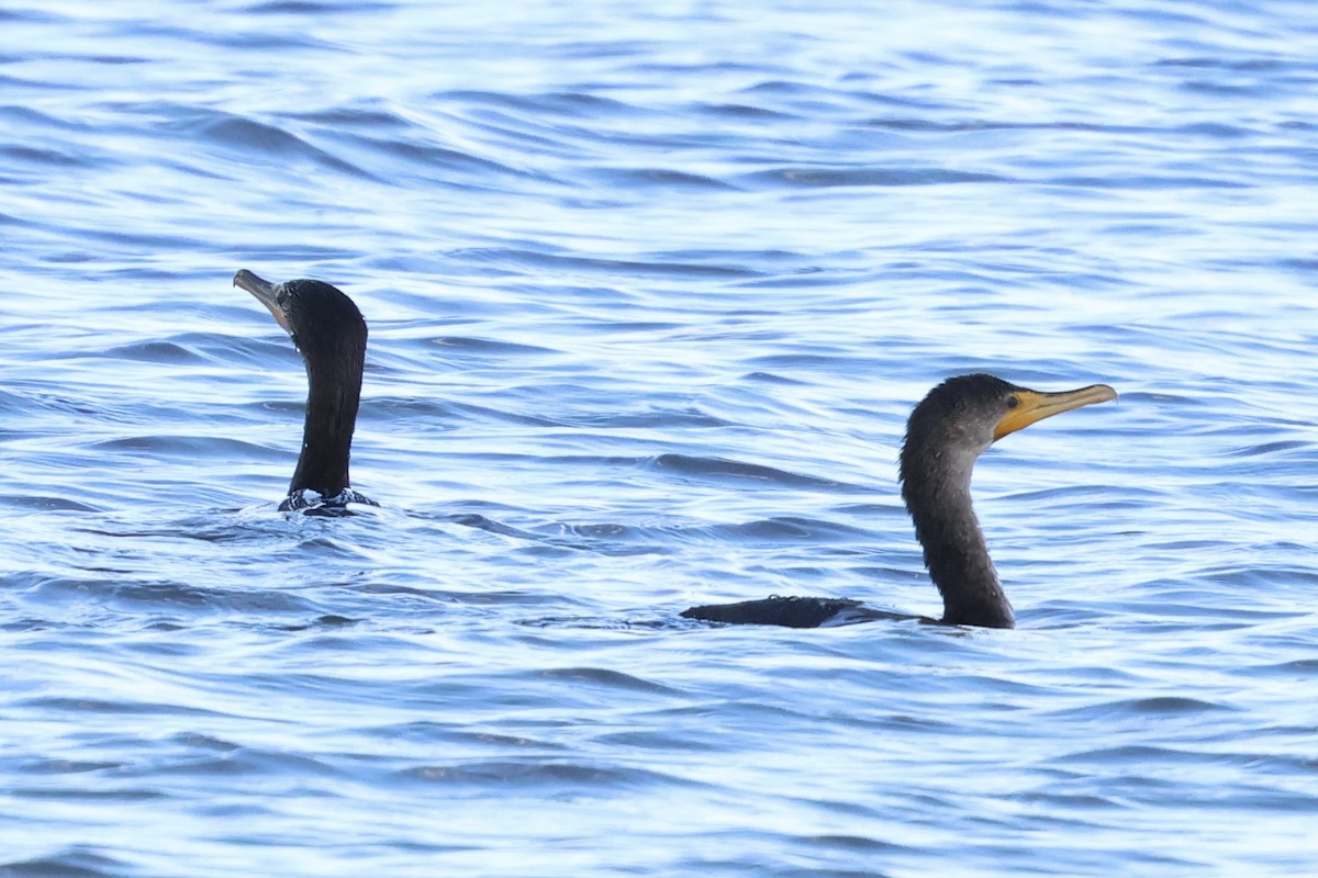 Double-crested Cormorant - ML646051678
