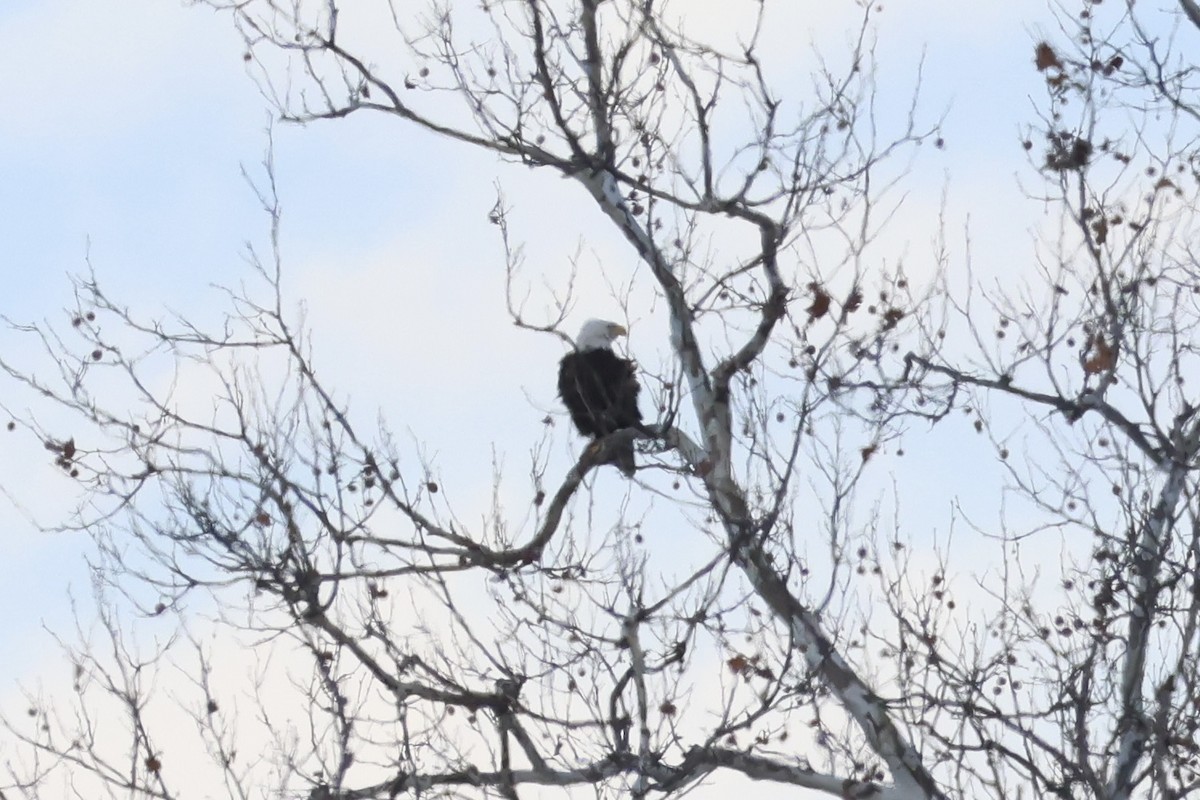 Bald Eagle - ML646051684