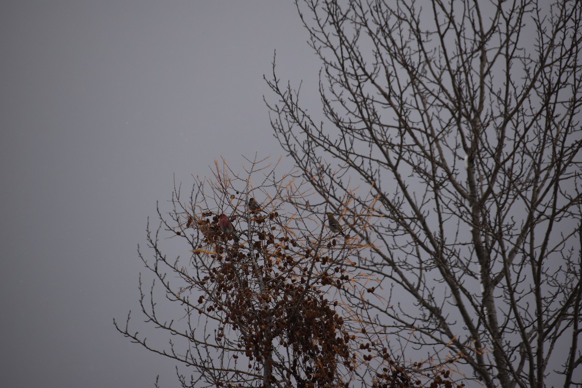 Pine Grosbeak - ML646051686