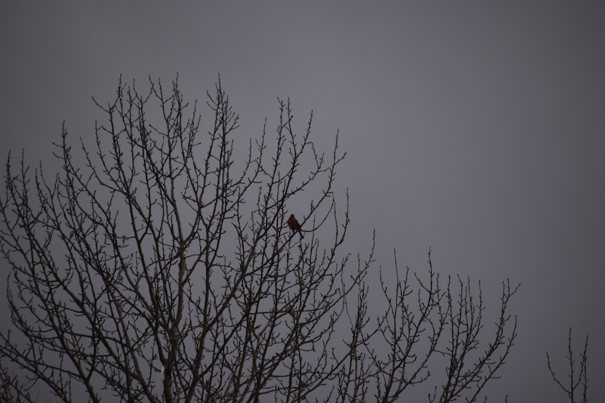 Pine Grosbeak - ML646051688
