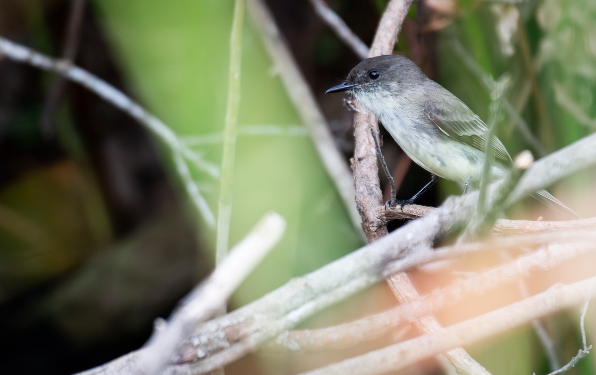 Eastern Phoebe - ML646051689