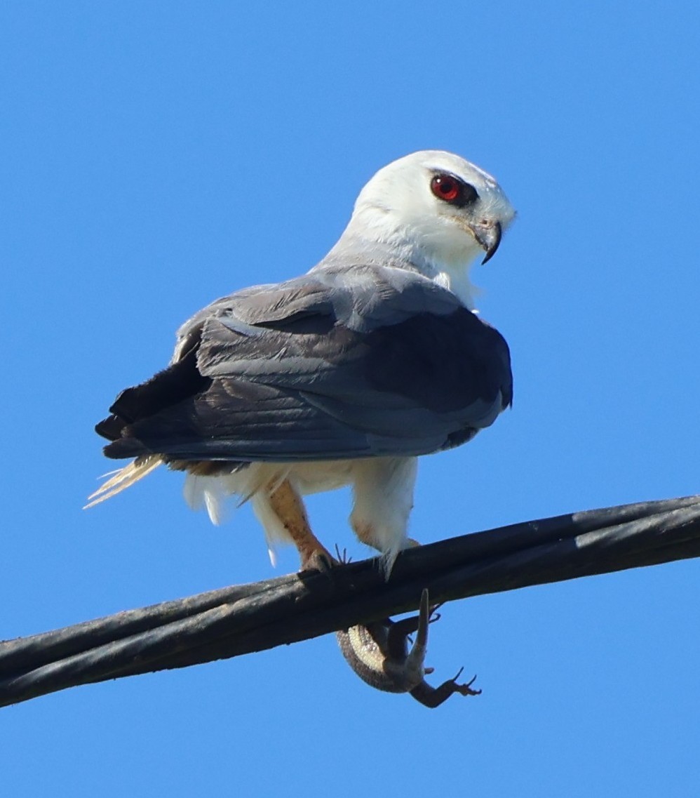 Black-winged Kite - ML646051690