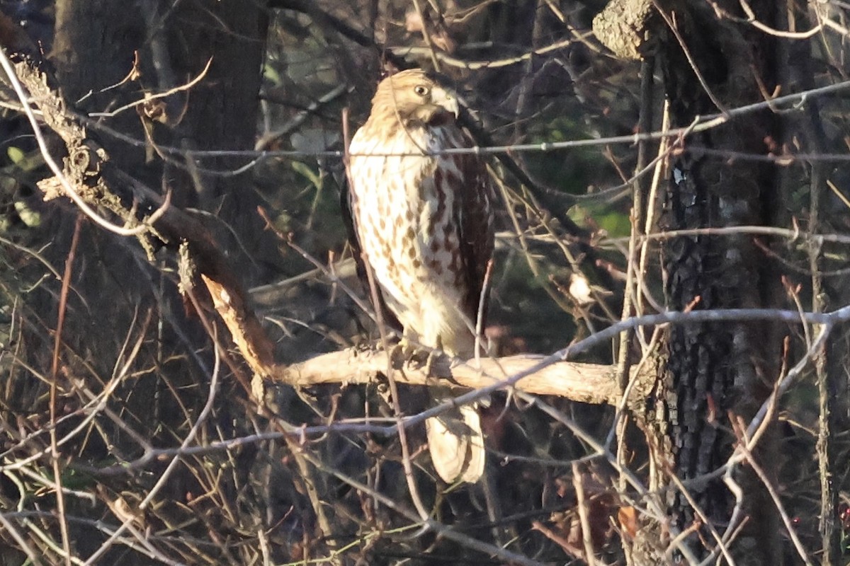 Red-shouldered Hawk - ML646051691