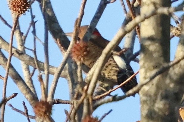 Northern Flicker - ML646051700