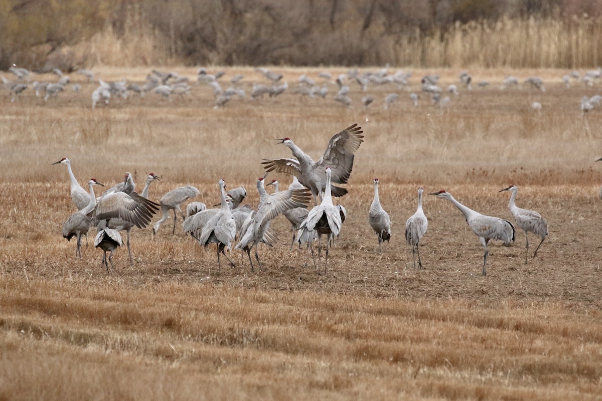 jeřáb kanadský - ML646051714