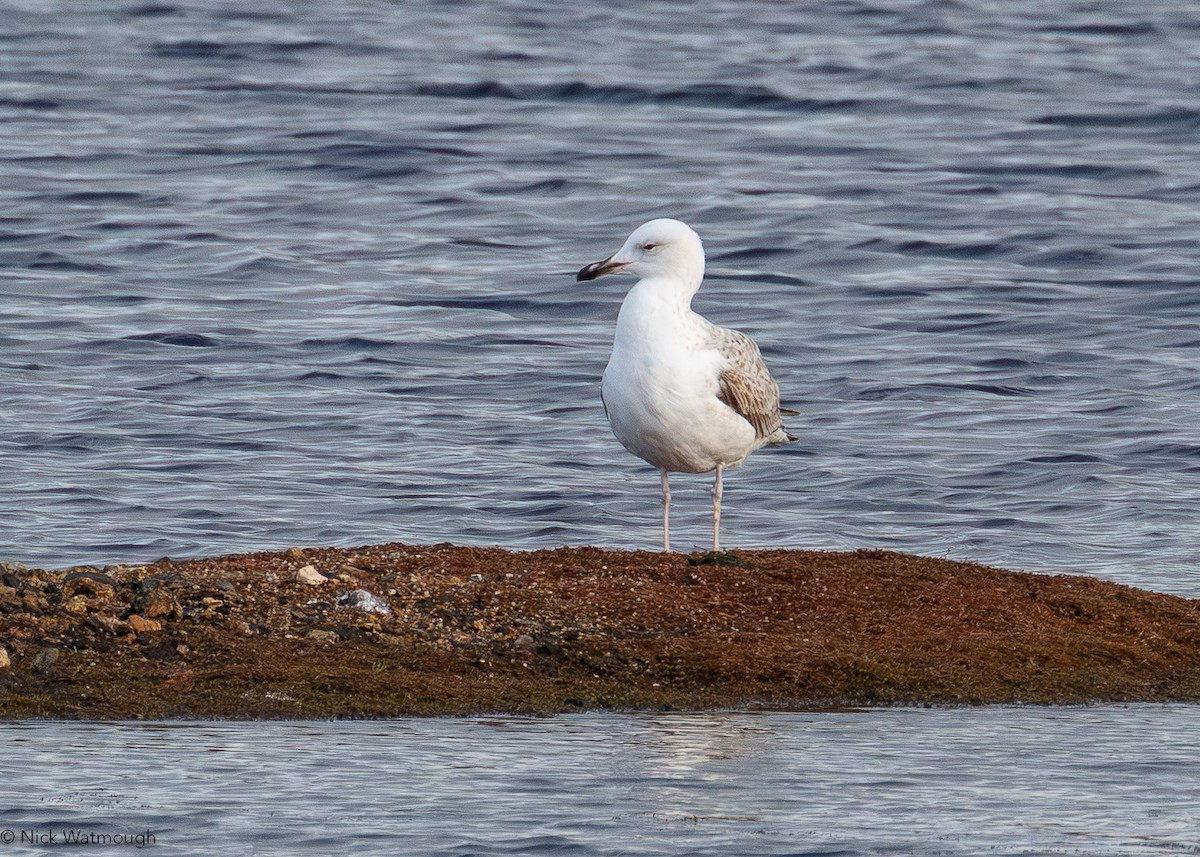 Caspian Gull - ML646051715