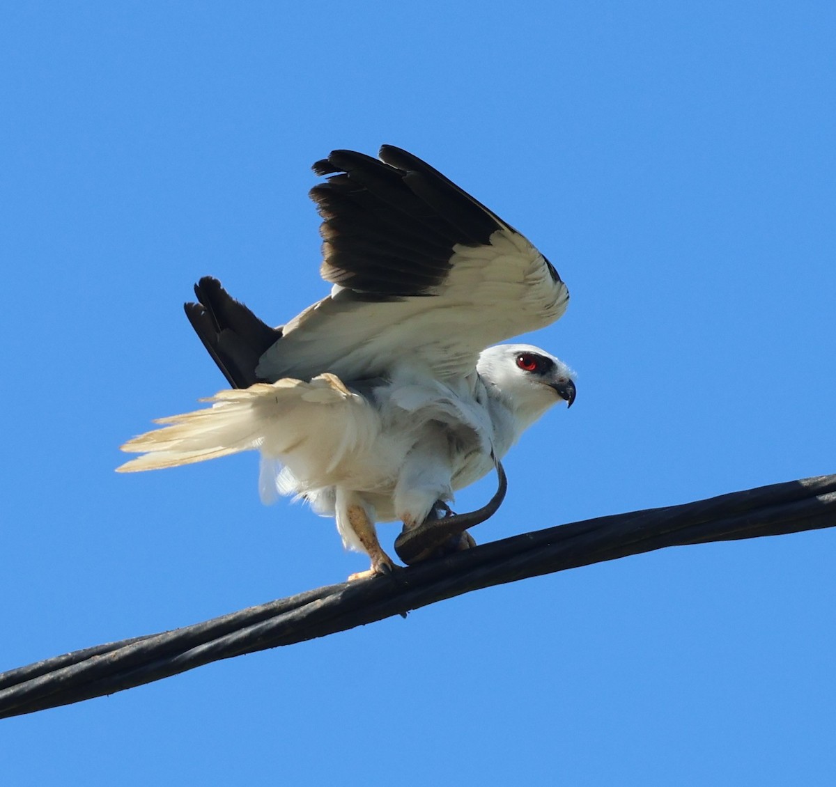 Black-winged Kite - ML646051716