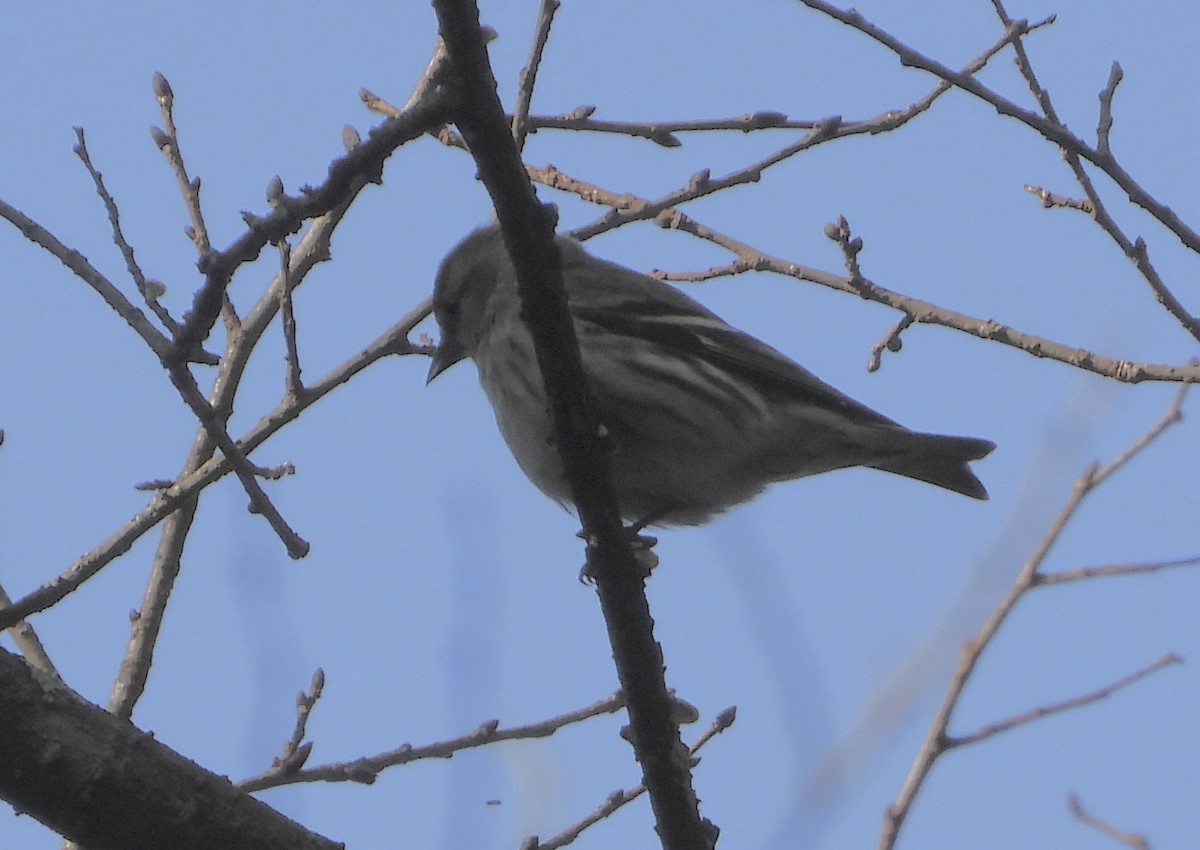 Erlenzeisig - ML646051717