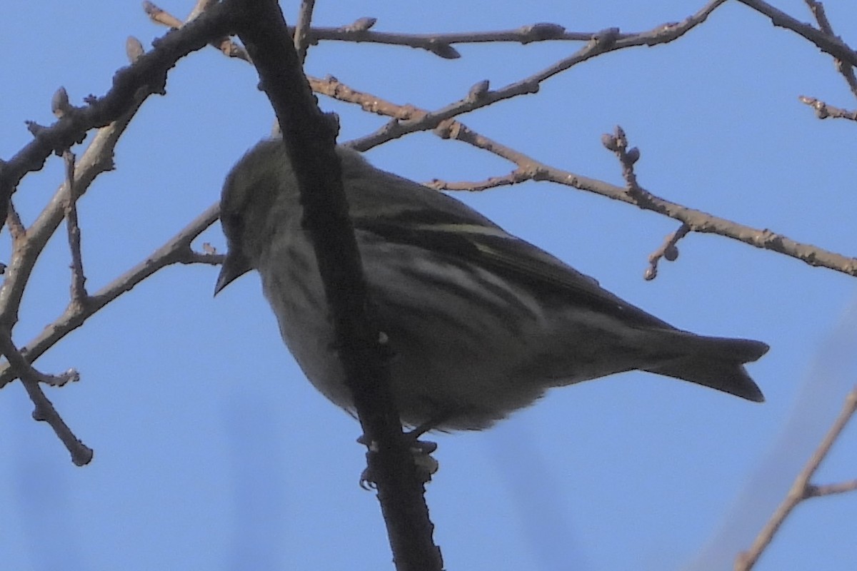 Erlenzeisig - ML646051718