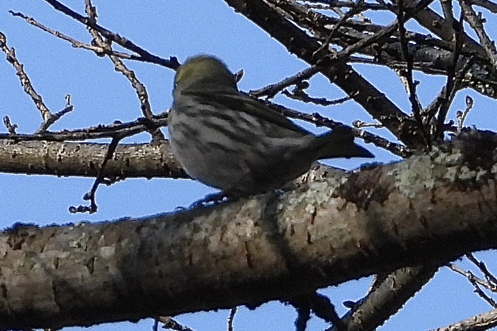 Erlenzeisig - ML646051719