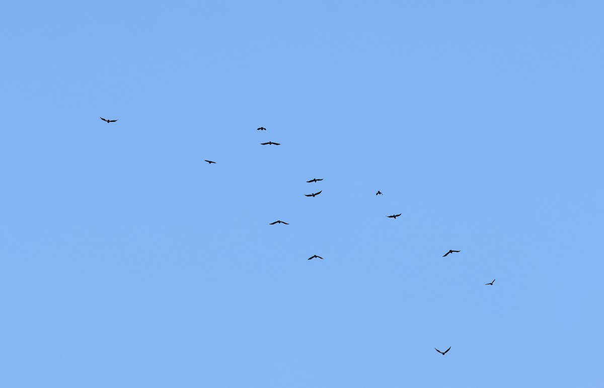 Fish Crow - ML646051720