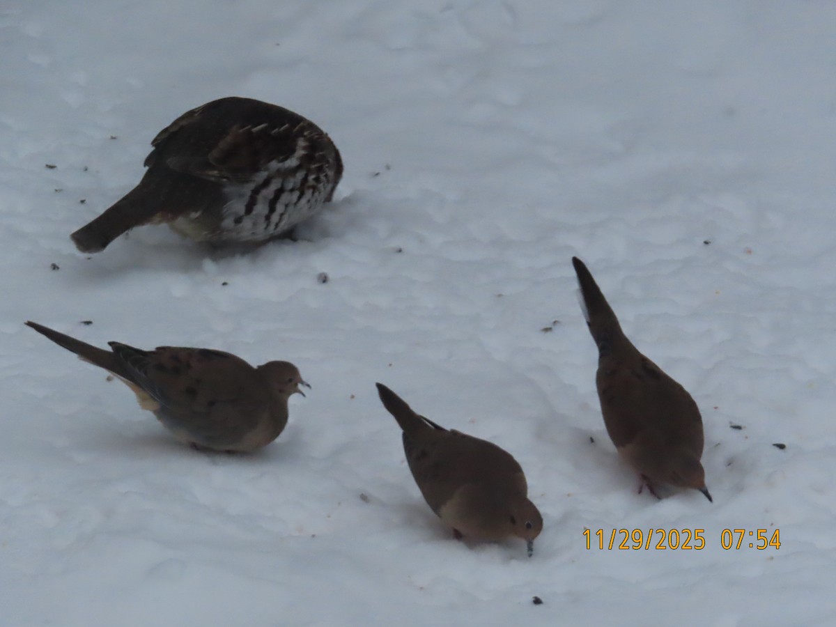 Mourning Dove - ML646051723