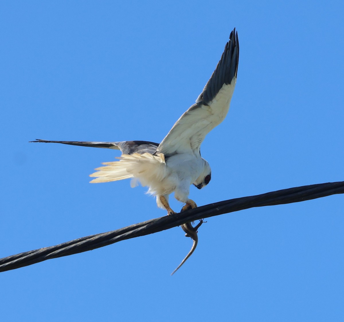 Black-winged Kite - ML646051724