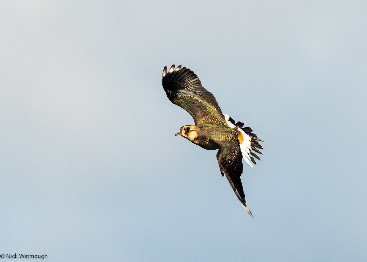 Northern Lapwing - ML646051731