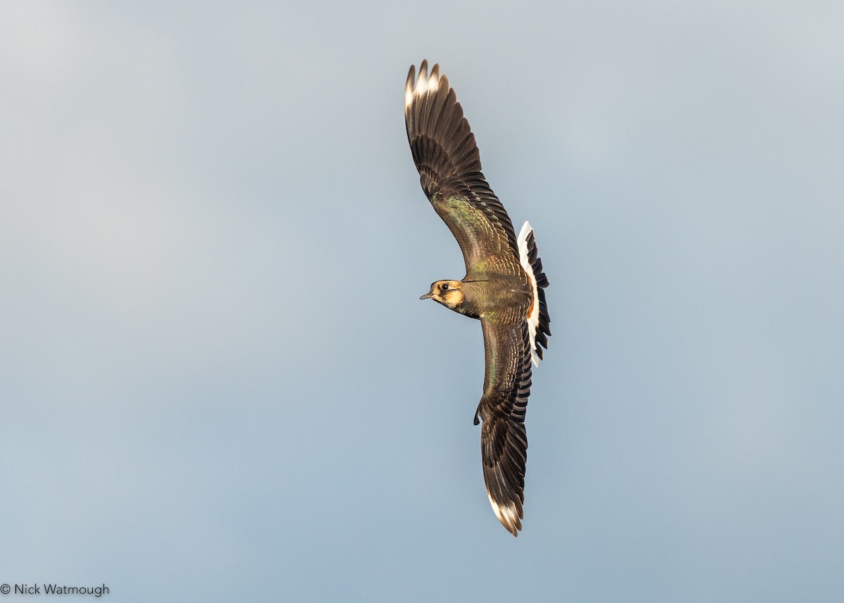 Northern Lapwing - ML646051732