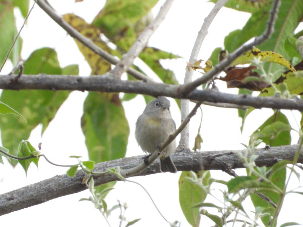 Червоїд жовтоволий - ML646051733
