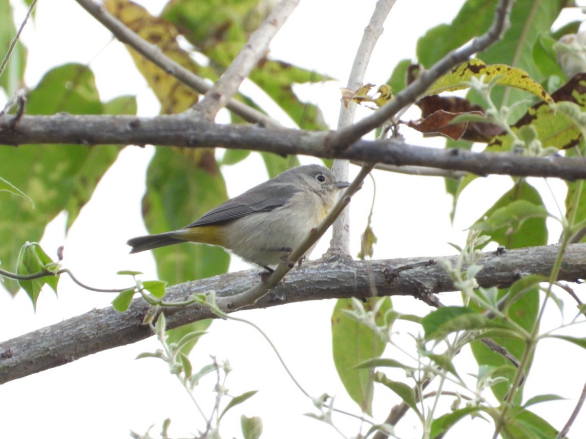 Червоїд жовтоволий - ML646051734